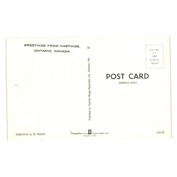 Greetings Hastings Ontario Canada Postcard Scenic Birch Trees River Road Nature - Picture 2 of 2